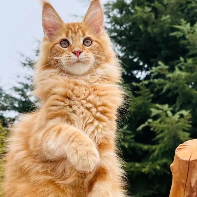 猫舍直销,批发价出售,缅因猫